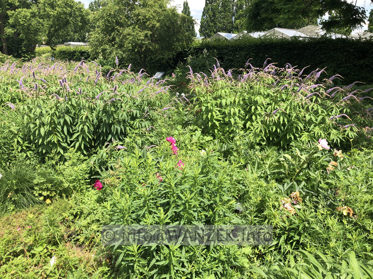 Veronicastrum virginicum Fascination 01.JPG